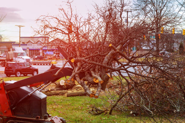 Best Hedge Trimming  in Sayreville, NJ